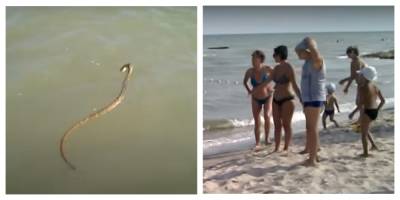 Змеи и скорпионы атакуют туристов на украинских пляжах: кадры напасти - politeka.net - Украина - Приморск - Черное Море - Азовское Море