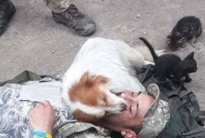 Пес удивил поведением возле "раненного" бойца ВСУ: "увидел, что глаза закрыты и..." - politeka.net - Украина
