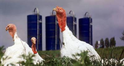 Группа "Дамате" начала экспорт продукции из индейки в Армению - ru.armeniasputnik.am - Россия - Армения - Ереван