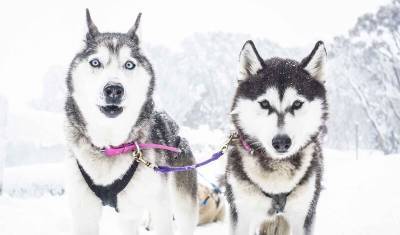 В недавнем прошлом ездовые собаки были каннибалами - newizv.ru - шт.Аляска - state Florida