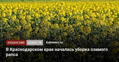 В Краснодарском крае началась уборка озимого рапса - kubnews.ru - Краснодарский край - Красноармейск - Павловск - Лабинск - район Выселковский - Тимашевск
