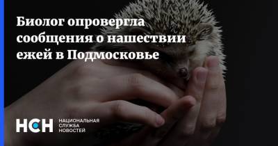 Биолог опровергла сообщения о нашествии ежей в Подмосковье - nsn.fm - Московская обл. - Московская область