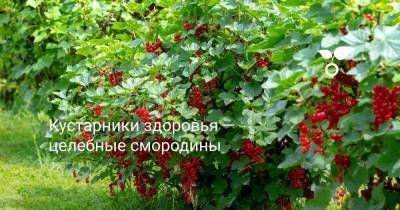 Кустарники здоровья — целебные смородины - skuke.net