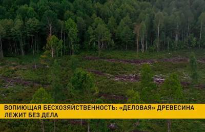 Вырубленная на продажу древесина осталась гнить в лесу. В причинах разбирается КГК - ont.by - Белоруссия