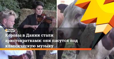 Коровы в Дании стали аристократками: они пасутся под классическую музыку - ridus.ru - Дания - Копенгаген