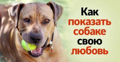 Собачник рассказывает, как показать свою любовь и преданность собаке - skuke.net