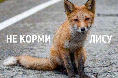 Гостей Сихотэ-Алинского заповедника в Поморье встречают странными знаками – Учительская газета - ug.ru - Экология