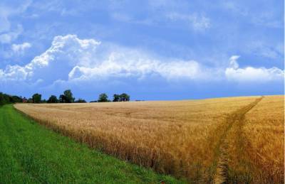 Синоптики прогнозируют комфортные погодные условия для зерновых - agroportal.ua - Украина - Николаевская обл. - Одесская обл.