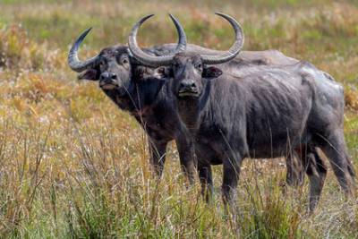 Нетрезвые буйволы выдали самогонщиков полиции - lenta.ru - Индия - штат Гуджарат