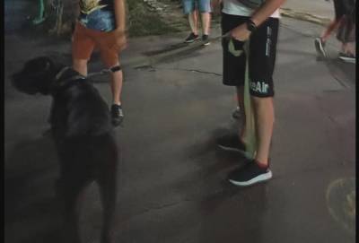 Собака без намордника покусала мальчика и накинулась на очевидцев: "Хозяин спокойно курил кальян" - politeka.net - Украина - Киев