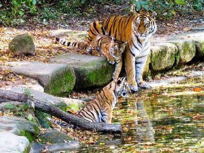 Убийцы тигра Павлика получили реальные сроки - rosbalt.ru - Россия - Амурская обл.