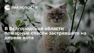 В Белгородской области пожарные спасли застрявшего на дереве кота - ria.ru - Москва - Россия - Белгородская обл.