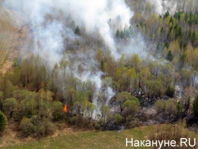 В Челябинской области крупный лесной пожар угрожает населенным пунктам - nakanune.ru - Челябинская обл.