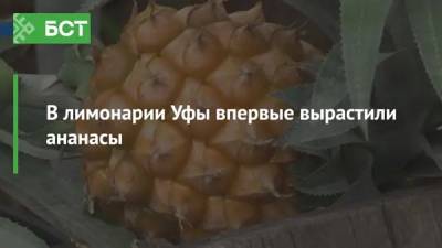В лимонарии Уфы впервые вырастили ананасы - bash.news - Уфа - Бразилия - Филиппины - Коста Рика