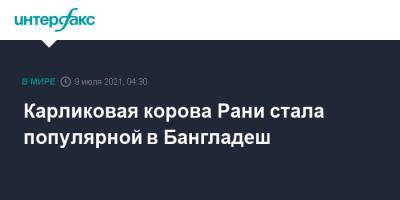 Карликовая корова Рани стала популярной в Бангладеш - interfax.ru - Москва - Бангладеш - Дакка