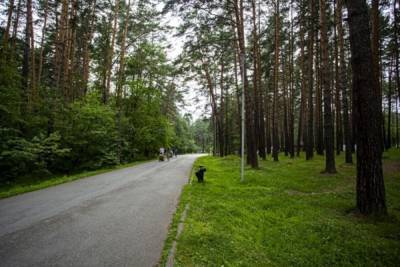 Новосибирское правительство выступило за создание системы защиты городских лесов - novos.mk.ru - Новосибирск - Новосибирская обл.