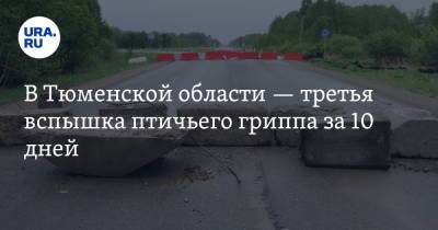 Александр Моор - В Тюменской области — третья вспышка птичьего гриппа за 10 дней - ura.news - Тюменская обл.