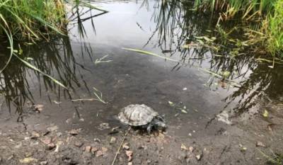 В пруду сада Ивана Фомина нашли черепаху - neva.today - Санкт-Петербург - р-н Выборгский