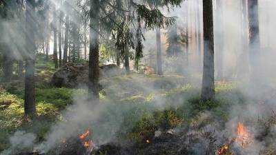 В Башкирии продолжает полыхать 77 га леса - bash.news - Башкирия - район Учалинский