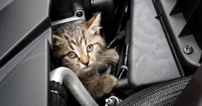 Что делать, если кот беспрерывно мяукает в машине, и почему так происходит - skuke.net