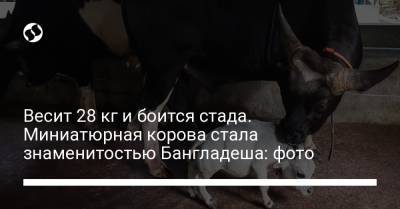 Весит 28 кг и боится стада. Миниатюрная корова стала знаменитостью Бангладеша: фото - liga.net - Украина - Индия - Бангладеш