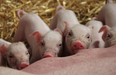 В ЕС прогнозируют рост производства свинины - agroportal.ua - Украина - Бельгия - Италия - Германия - Франция - Польша - Испания - Дания - Голландия