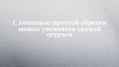 С помощью простой обрезки можно увеличить урожай огурцов - chelny-izvest.ru
