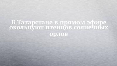 В Татарстане в прямом эфире окольцуют птенцов солнечных орлов - chelny-izvest.ru - респ. Татарстан