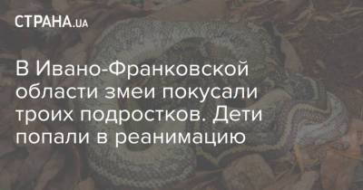 В Ивано-Франковской области змеи покусали троих подростков. Дети попали в реанимацию - strana.ua - Украина - Кривой Рог - Ивано-Франковская обл.