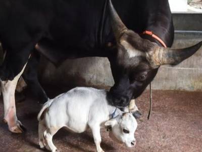 В Бангладеш миниатюрная корова стала знаменитостью - gordonua.com - Украина - Индия - Бангладеш