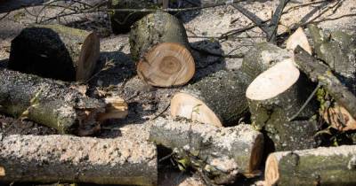 Прокуратура проверит законность вырубки деревьев в Большом Исаково - klops.ru - Калининград