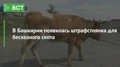 В Башкирии появилась штрафстоянка для бесхозного скота - bash.news - Башкирия - район Белорецкий