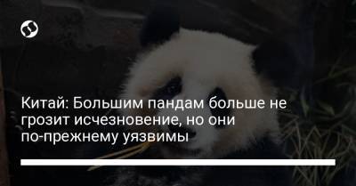 Китай: Большим пандам больше не грозит исчезновение, но они по-прежнему уязвимы - liga.net - Китай - Украина - Экология