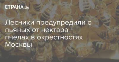 Лесники предупредили о пьяных от нектара пчелах в окрестностях Москвы - strana.ua - Москва - Украина - Сумская обл.