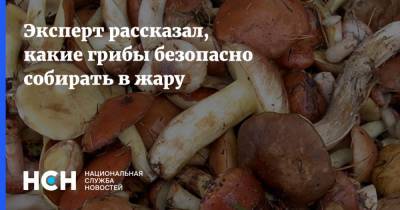 Эксперт рассказал, какие грибы безопасно собирать в жару - nsn.fm