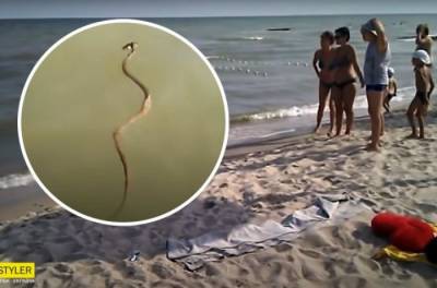 В Приморске на пляжах появились змеи (ВИДЕО) - agrimpasa.com - Приморск