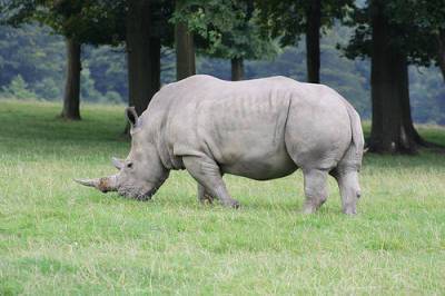 В ЮАР существенно возросло число убийств носорогов браконьерами - trend.az - Юар