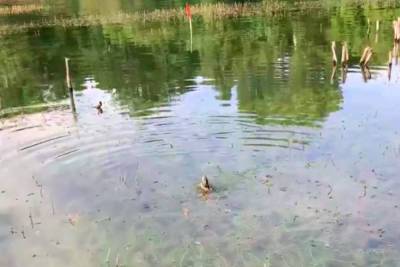 Житель Новосибирска поймал черепаху в пруду на “Совсибири” - novos.mk.ru - Новосибирск