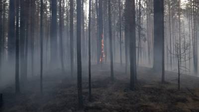 Марат Хуснуллин - В Крыму объявили чрезвычайную пожарную опасность - russian.rt.com - Россия - Крым - Севастополь