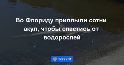 Во Флориду приплыли сотни акул, чтобы спастись от водорослей - news.mail.ru - шт.Флорида