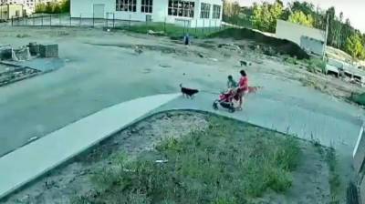 Стая собак набросилась на семью с коляской в воронежском ЖК: появилось видео - vestivrn.ru - Воронеж