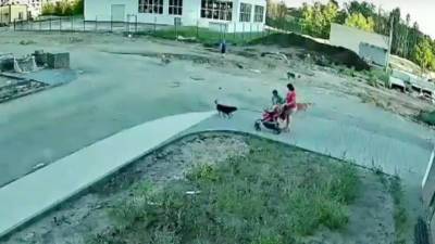 В Воронеже нападение стаи собак на семью с коляской попало на видео - vesti.ru - Россия - Воронеж