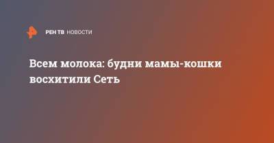 Всем молока: будни мамы-кошки восхитили Сеть - ren.tv