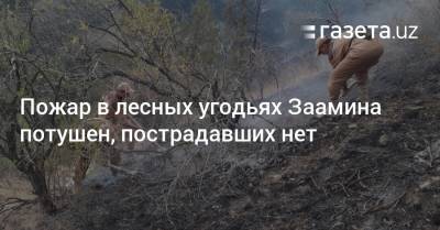 Пожар в лесных угодьях Заамина потушен, пострадавших нет - gazeta.uz - Узбекистан - Джизакская обл.