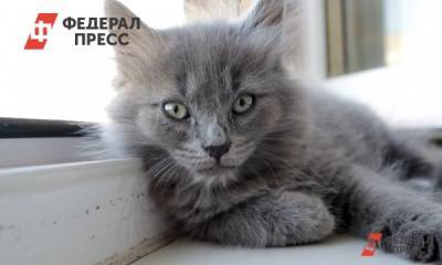 Генетики надеются на помощь кошек в изучении болезней человека - fedpress.ru - Вашингтон - New York