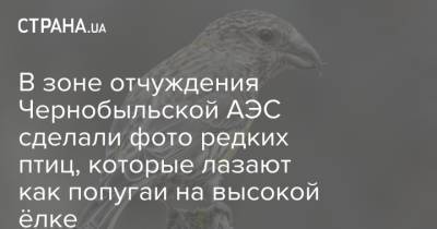 В зоне отчуждения Чернобыльской АЭС сделали фото редких птиц, которые лазают как попугаи на высокой ёлке - strana.ua - Украина - территория Чаэс