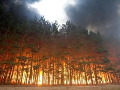 Ответственность за лесные пожары в Турции взяла организация "Дети огня": детали - unn.com.ua - Украина - Киев - Турция - Анкара - Курдистан - Бодрум