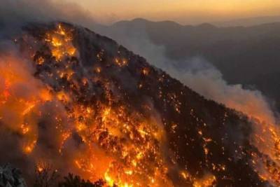 Ответственность за поджоги лесов в Турции взяли на себя террористы - lenta.ua - Украина - Турция - Анкара - Курдистан - провинция Анталья