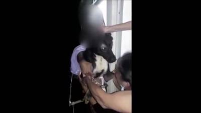Видео: в Бат-Яме спасли собаку, запертую на несколько дней в пустующей квартире - vesty.co.il - Израиль