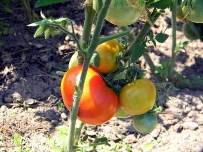 Почему не созревают томаты в теплице: как ускорить процесс - skuke.net